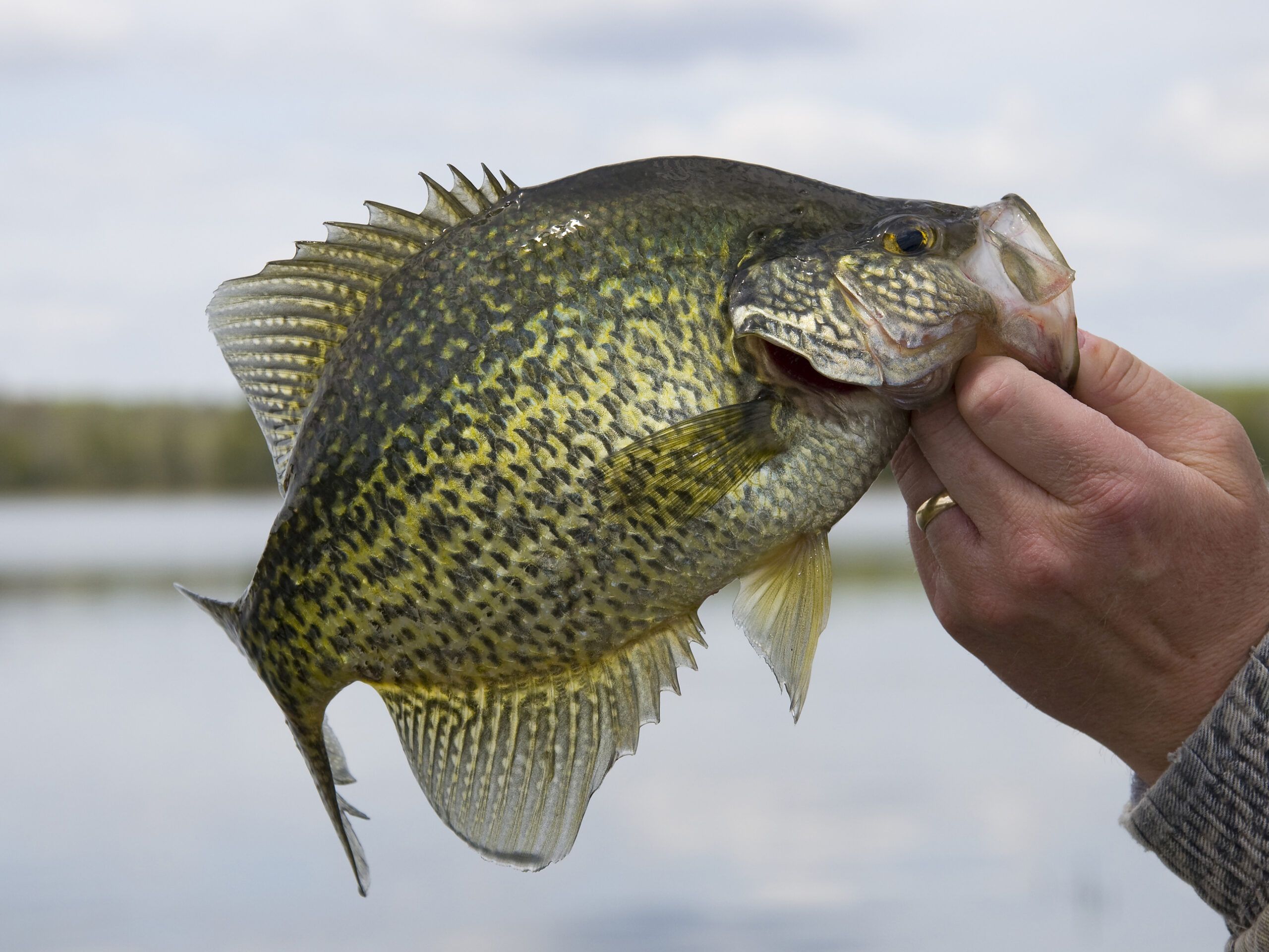 Crappie fished on Pelican Lake, Orr, MN