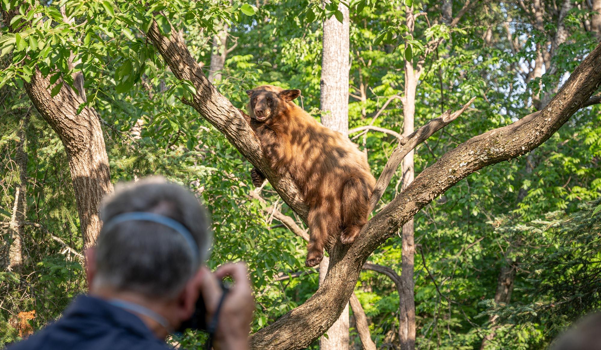 Brown Bear Black Bear in a tree being photographed